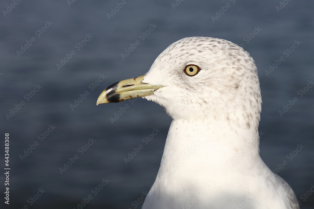 Ringschnabelmöwe / Ring-billed gull / Larus delawarensis Ringschnabelmöwe / Ring-billed gull / Larus delawarensis