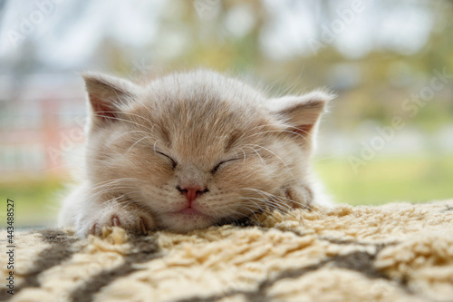 Fotografie portrait of a tiny sleepy British shorthair kitten with a cream coat