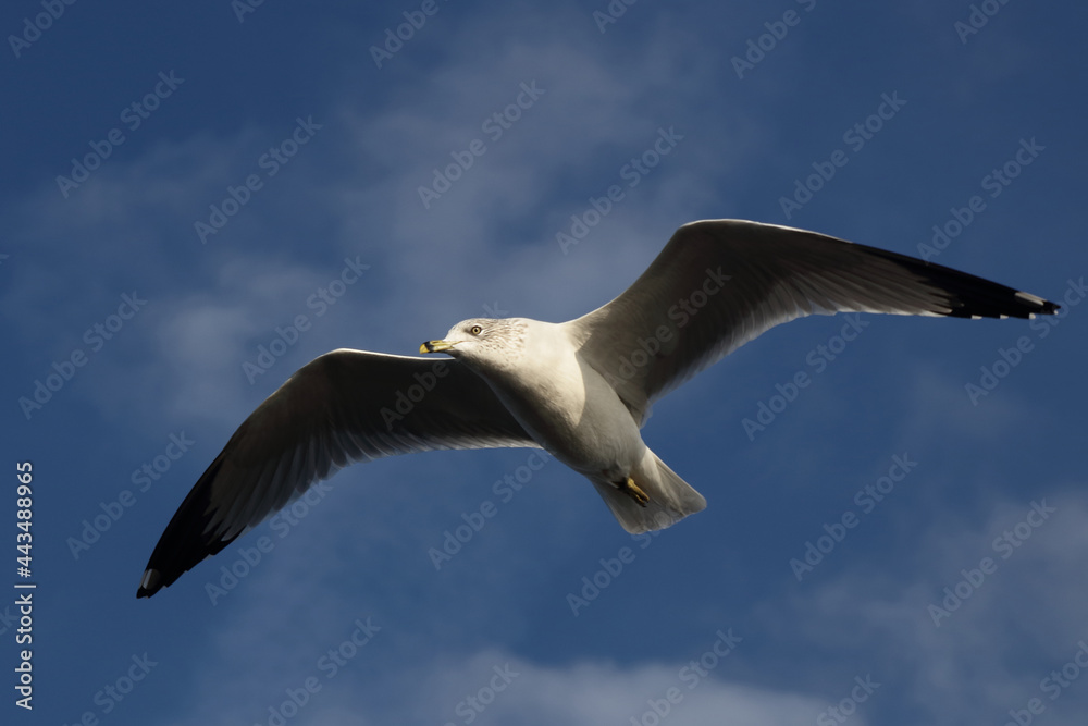 Obraz premium Ringschnabelmöwe / Ring-billed gull / Larus delawarensis.