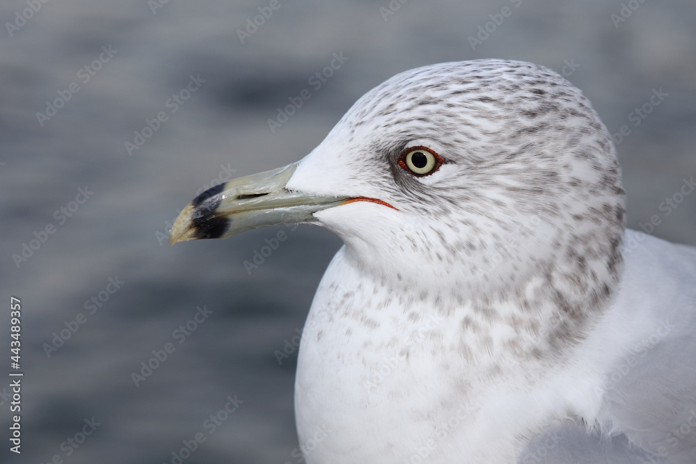 Ringschnabelmöwe / Ring-billed gull / Larus delawarensis Ringschnabelmöwe / Ring-billed gull / Larus delawarensis