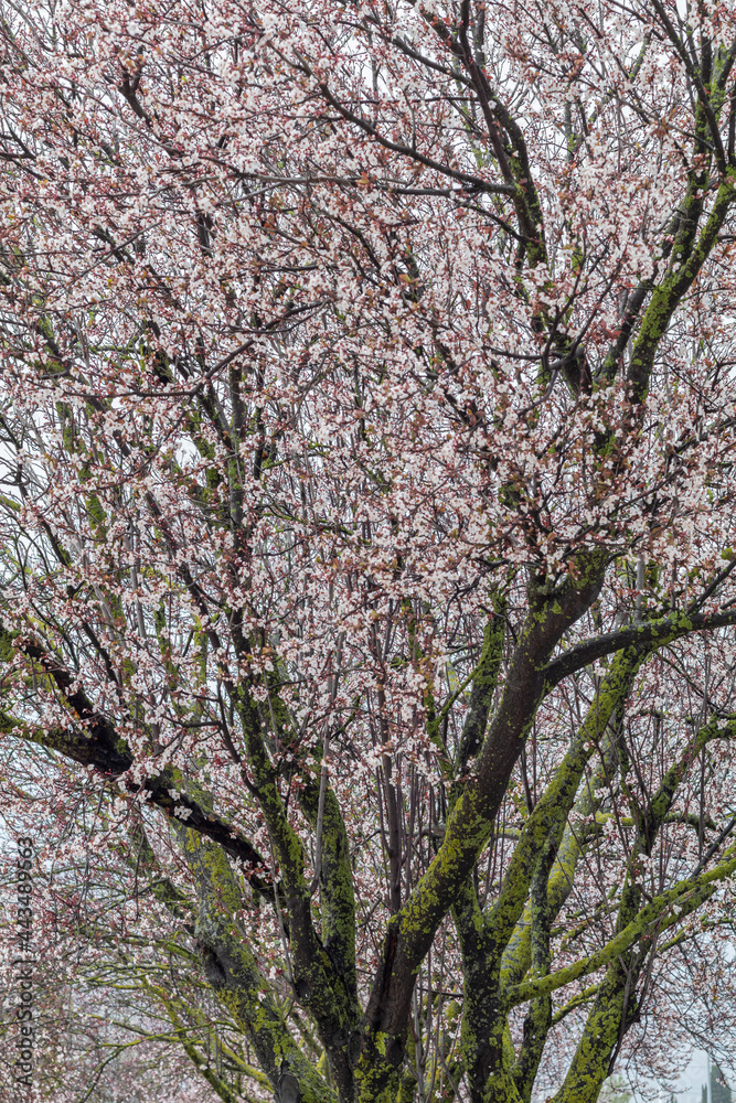 In early spring the dry branches of the cherry trees are filled with delicate flowers in a dazzling spectacle of nature. In early spring the dry branches of the cherry trees are filled with delicate flowers in a dazzling spectacle of nature.