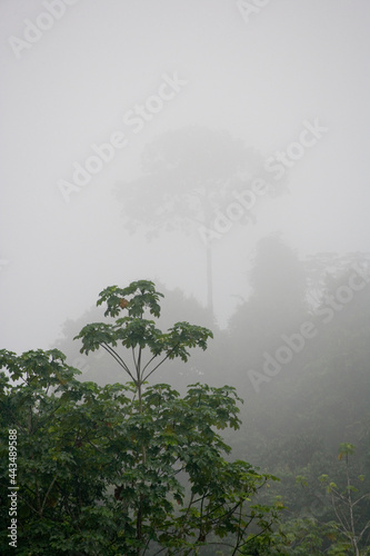 Rainforest of the upper Amazon in South East Ecuador photo