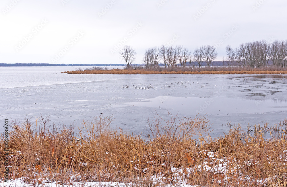 Birds Sitting on a Frozen Inlet on the Mississippi River in Late Winter