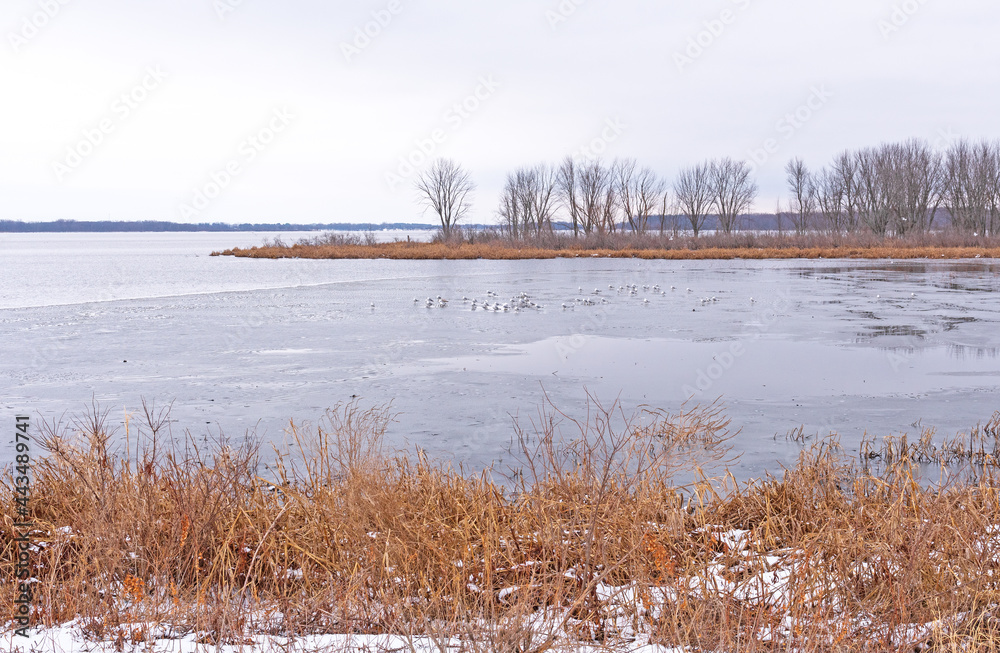 Birds Sitting on a Frozen Inlet on the Mississippi River in Late Winter Birds Sitting on a Frozen Inlet on the Mississippi River in Late Winter