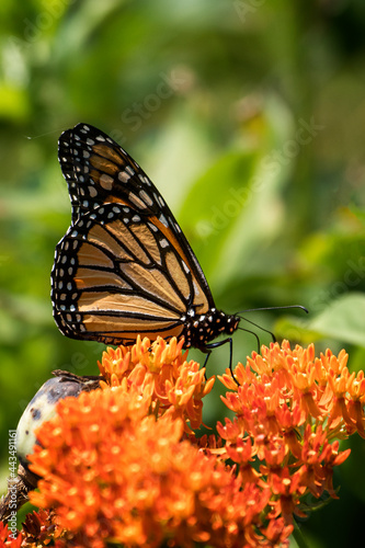 Monarch on Butterfly Weed