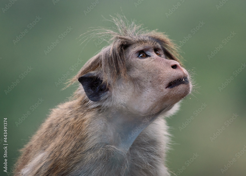 Toque macaque - The Sri Lankan Monkey