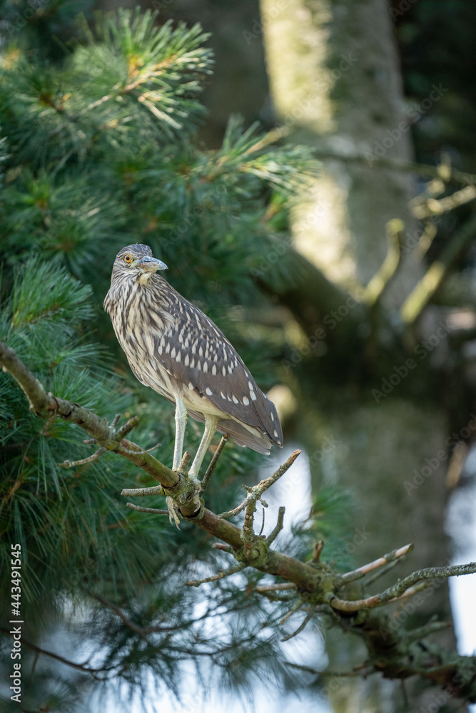 Fototapeta premium Black Crowned Night Heron