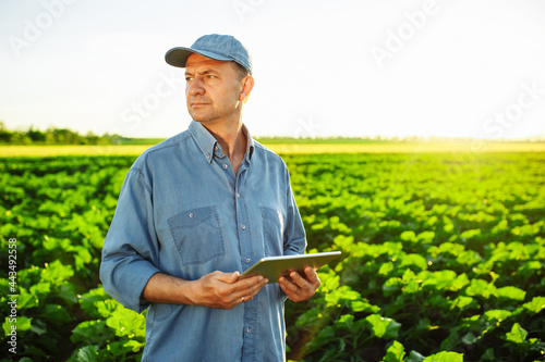 A Caucasian farmer with a tablet in his hands stands in the middle of a green field. An agronomist in a field with an unripe sunflower checks the harvest. Beautiful sunset, spring day. Smart farm. photo