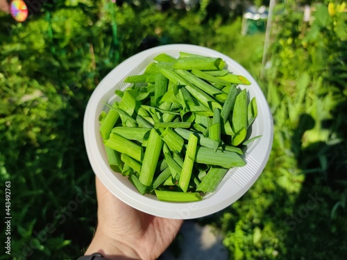 Bowl with green onions in hand on a background of herbs