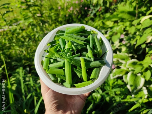 Bowl with green onions in hand on a background of herbs