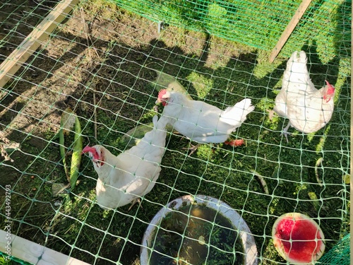 Three hens in a pen are walking on the ground