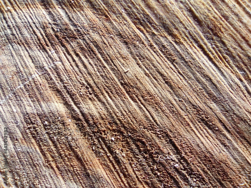 Macro photography of tree fibers, horizontal saw cut, tree in section