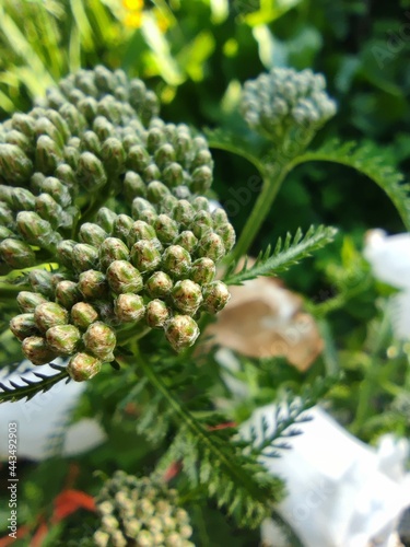 Flower bud of Banksia rose, Rosa banksiae