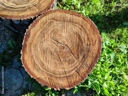 Wooden stump, horizontal saw cut of a tree, tree in a cut