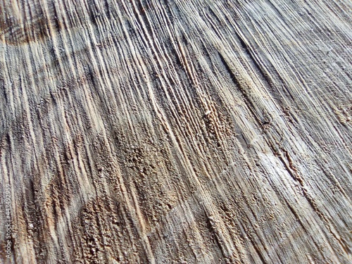 Macro photography of tree fibers, horizontal saw cut, tree in section