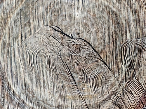 Macro photography of tree fibers, horizontal saw cut, tree in section