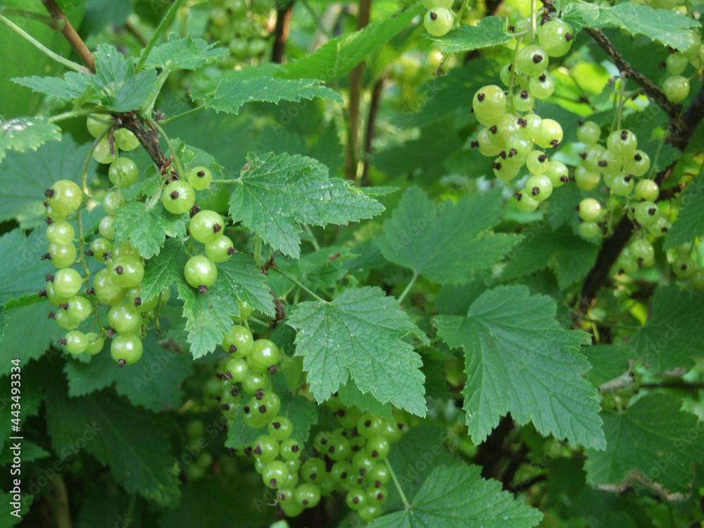 red currants ripen on bushes in the garden red currants ripen on bushes in the garden