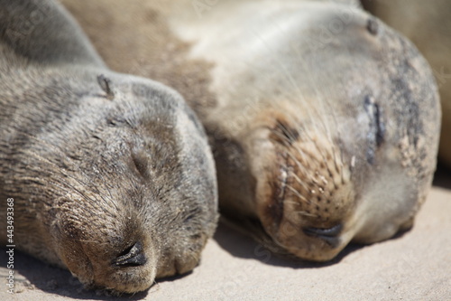 Closeup portrait of two Galapagos Fur Seals (Arctocephalus galapagoensis) heads side by side Galapagos Islands, Ecuador