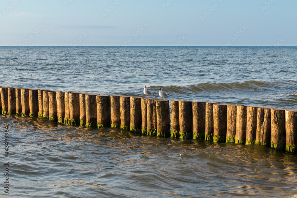 the Baltic Sea, wild gulls on the breakwater