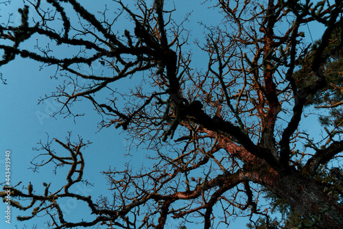 Tree branches against blue sky