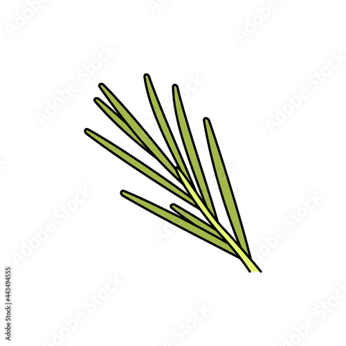 Rosemary olor line icon. Essential oils fruit seeds.