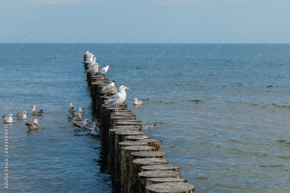 Fototapeta premium the Baltic Sea, wild gulls on the breakwater