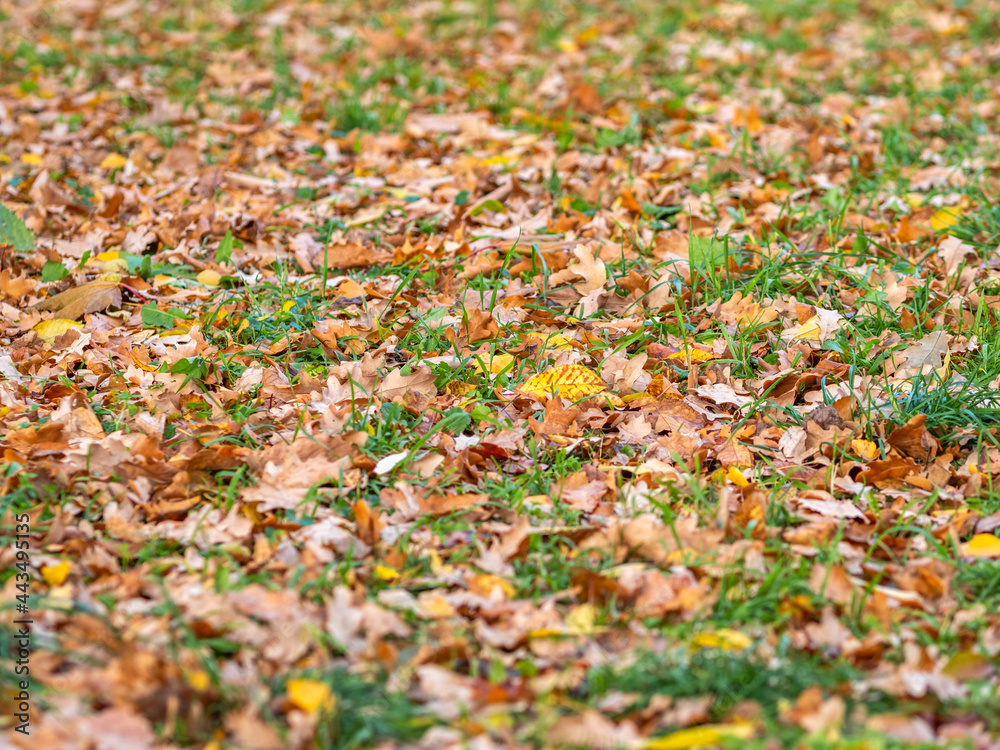 Orange, brown and yellow fallen oak leaves in the sunlight. Orange, brown and yellow fallen oak leaves in the sunlight.