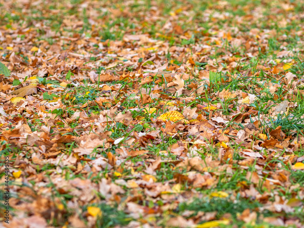 Orange, brown and yellow fallen oak leaves in the sunlight.