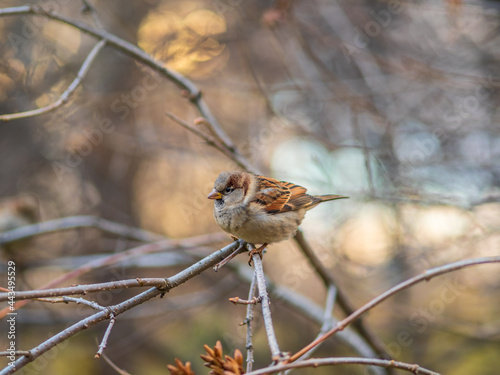 Sparrow sitting on a branch with a yellow autumn background