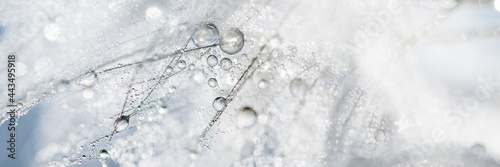Fotografiet Beautiful dew drops on a dandelion seed macro