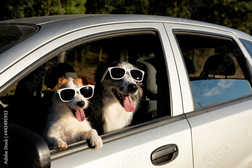 Two dogs looking out car window on summer. Masccot travel road trip concept © Sandra