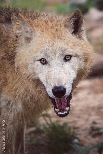 Fototapeta Naklejka Na Ścianę i Meble -  Arctic wolf portrait