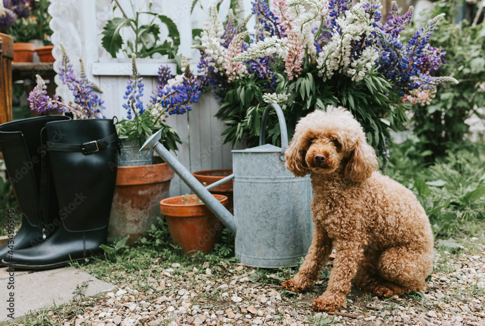 dog red poodle near the porch of white retro terrace in the summer garden decorated with vintage details, bouquets of wildflowers lilac lupines, flower watering can and rubber boots