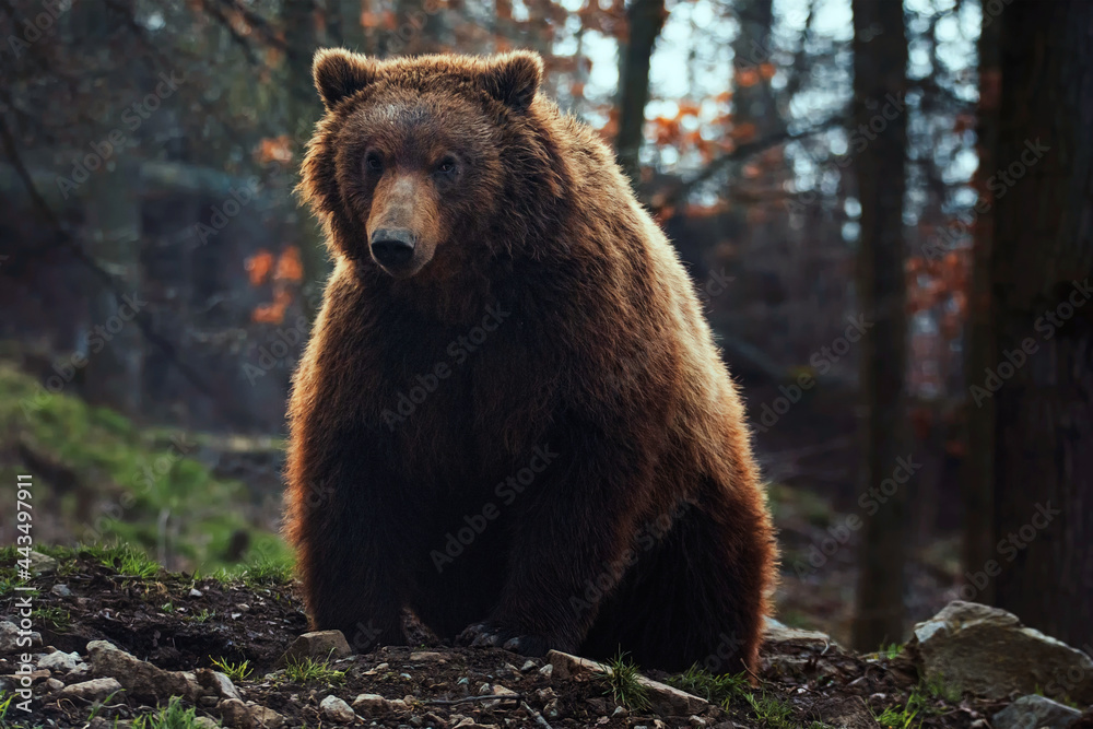 Kamchatka brown bear in forest