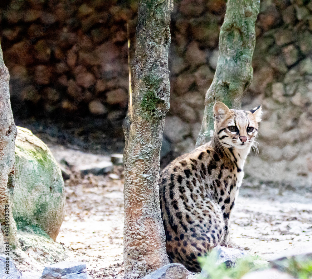 Obraz premium Jaguatirica ,Ocelot Small wild cat from South American forests