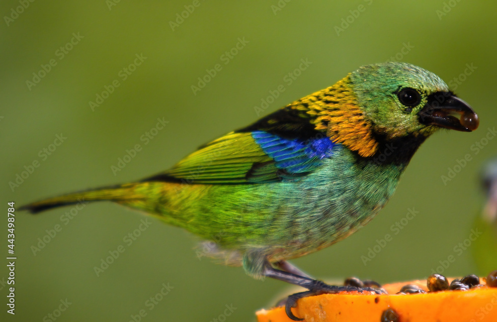 Fototapeta premium Tropical colorful bird