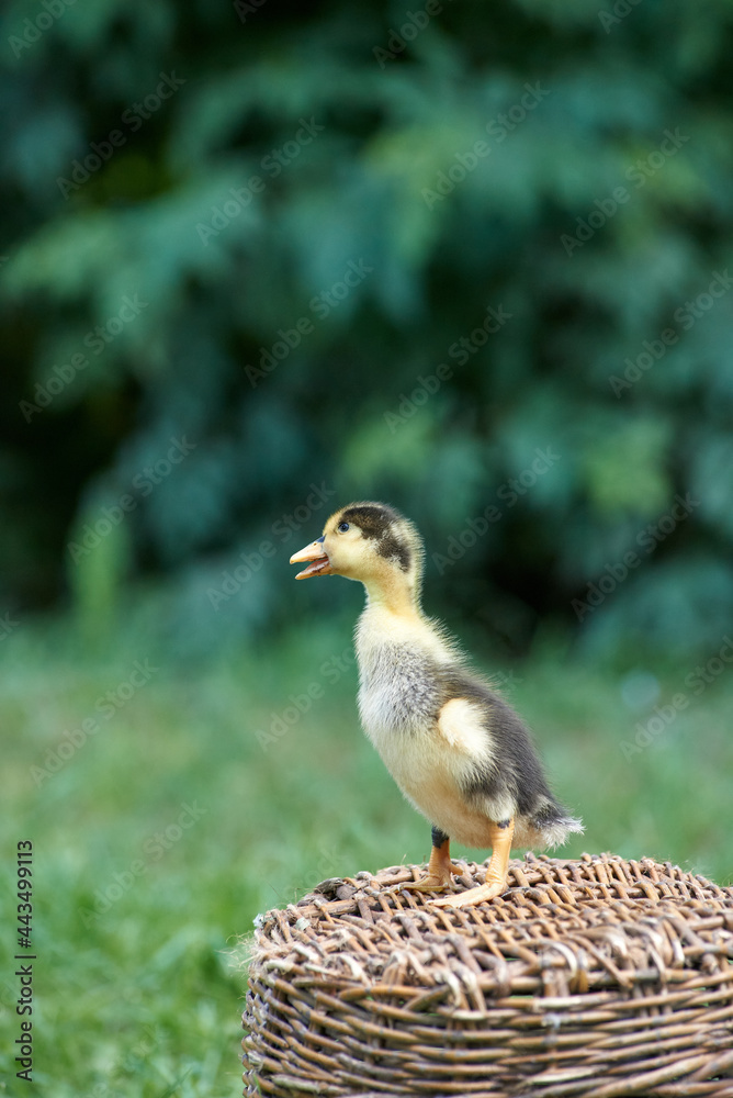 a young domestic duckling stands sideways on a basket a young domestic duckling stands sideways on a basket
