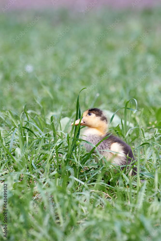 young domestic duckling in green grass