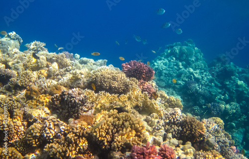 Coral Reef and Tropical Fish in Sunlight. Underwater coral reef background. Dive vacation concept 