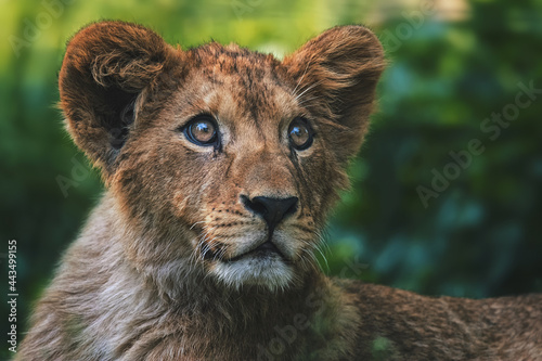 Portrait of cub lion