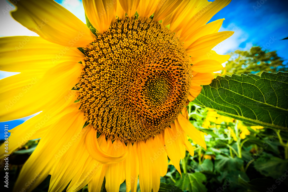 Naklejka premium giant sunflower, closeup