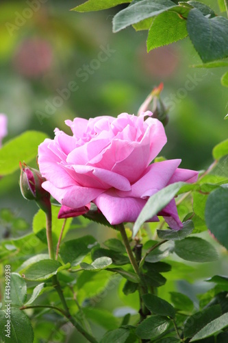 Różowy kwiat róży. Róże w ogrodzie