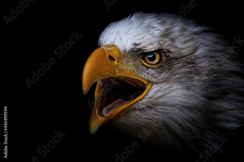portrait of a eagle photo