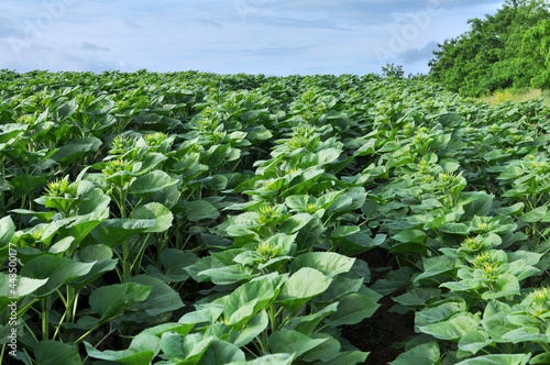 Sunflower grows on a farm field.