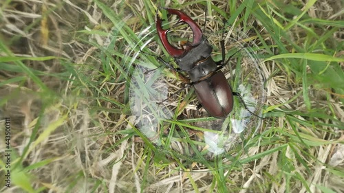 Stag beetle is climbing in glass jar. European stag beetle Lucanus cervus. Big insect with great horns
 photo