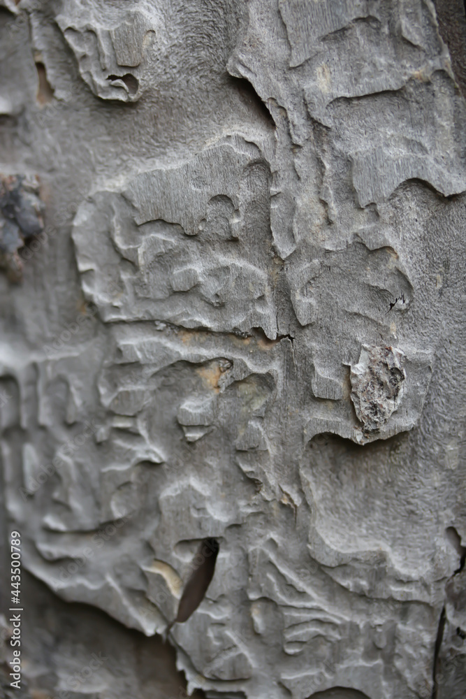 texture of the tree texture of the tree