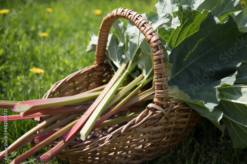 The stems of the rhubarb plant in a wicker basket on the background of a blooming meadow. A plant useful for food