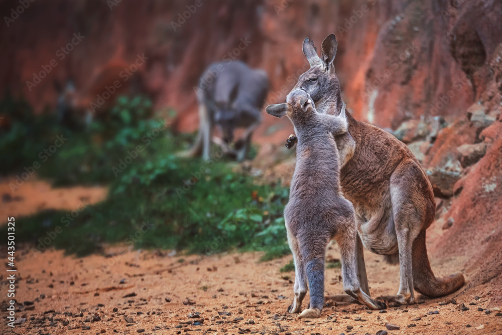 kangaroo with baby
