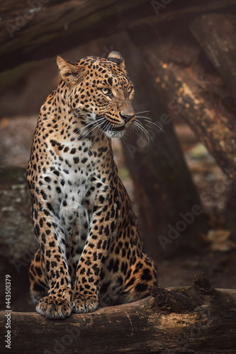 ceylon leopard in the zoo