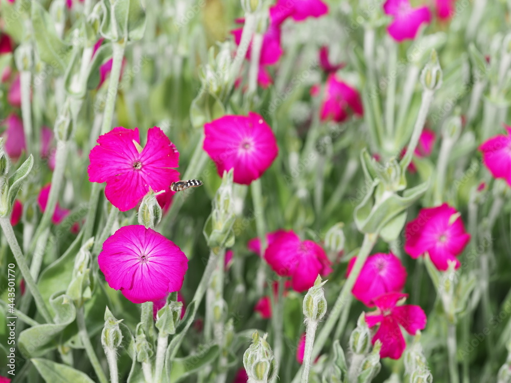 Pink Lychnis flowers Pink Lychnis flowers